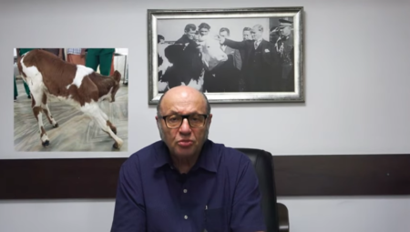 Buzağılarda Bilek Dikleşmesi